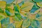 USA, Washington State, Sammamish. Fallen alder leaves turning golden Art Print